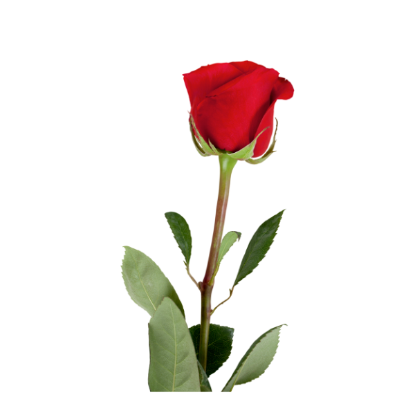 Single Rose